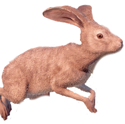 rabbit_animals_horizon_zero_dawn_wiki_guide_250px