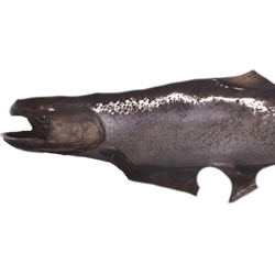 salmon_animals_horizon_zero_dawn_wiki_guide_250px